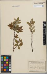 Foto von Salix hastata L.